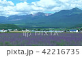 Furano lavender field and Tokachi dake mountains 42216735