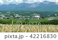 Wheat field of Furano and the Tokachi dake mountains 42216830
