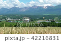 Tokachidake to raise the wheat fields and fumes of Furano 42216831