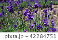 Lavender and bumblebee 42284751