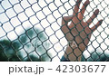 Female hand moving along the surface of grid. Arm of young woman touching metal wire fence. Girl 42303677