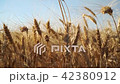 Wheat Field and sky closer 42380912