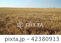 Wheat Field and sky wery close 42380913