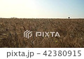 Wheat Field at evning 42380915