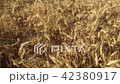 Wheat only clear sky 42380917