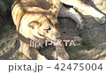 close up of an injured lione 42475004