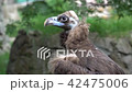 two griffon sit at rocks 42475006