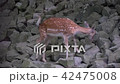 Cute female deer in the mountain forest 42475008