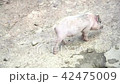 mini pigs are grazed on a rocks ground 42475009