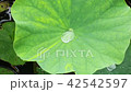 水滴（１） 42542597