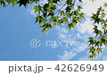 見上げる紅葉 42626949