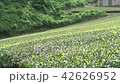 茶畑-1 42626952