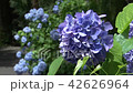 紫陽花-1 42626964