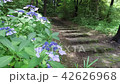 紫陽花-3 42626968