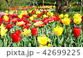 春の背景素材・風に揺れるチューリップの花々28秒フィクス・横位置音なし 42699225