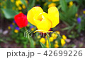 春の背景素材・風に揺れる黄色いチューリップの花一輪8秒フィクス・横位置音なし 42699226