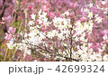 桜の背景素材・日本固有種の清麗なリョクガクザクラの花⒒秒フィクス・枝垂れ桜バック横位置音なし 42699324