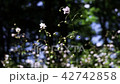 Renge goshoma 42742858