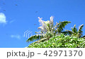 タヒチ　無人島 42971370