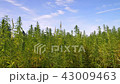 Cannabis hemp on the field with sky and clouds 43009463