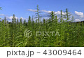 Cannabis hemp on the field with sky and hills  43009464