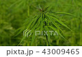 Cannabis hemp on the field. Close up. 43009465