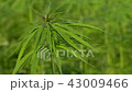 Cannabis hemp on the field. Close up. 43009466