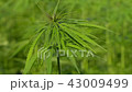 Cannabis hemp on the field. Close up. 43009499