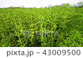 Cannabis hemp on the field with sky and hills  43009500