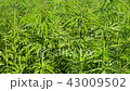 Cannabis hemp on the field. Close up. 43009502
