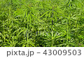 Cannabis hemp on the field. Close up. 43009503