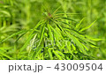 Cannabis hemp on the field. Close up. 43009504