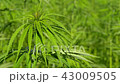 Cannabis hemp on the field. Close up. 43009505