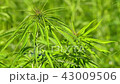 Cannabis hemp on the field. Close up. 43009506