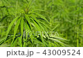 Cannabis hemp on the field. Close up. 43009524