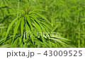 Cannabis hemp on the field. Close up. 43009525