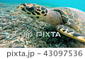 Sea turtle on coral reef 43097536