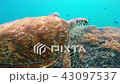 Sea turtle on coral reef 43097537