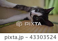 Cat cat Cat cat 43303524