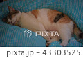 Cat cat Cat cat 43303525
