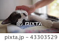 Cat cat Cat cat 43303529