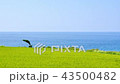 Rice field and the sea 02 43500482