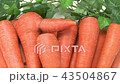 Organic carrots (zoomed out) 43504867
