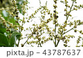 Longan Flower in the garden 43787637