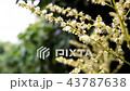 Longan Flower in the garden 43787638