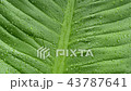 Water drops on green leaf surface 43787641