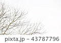 Abstract motion of branch on white background 43787796