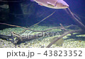 Various freshwater fish swim underwater 43823352