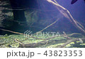 Various freshwater fish swim underwater 43823353