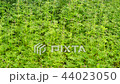 Marijuana field. Cannabis cultivation. 44023050